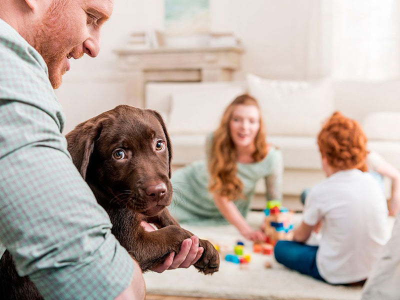 The Best Collagen Based Pet Food Supplements Are Here!